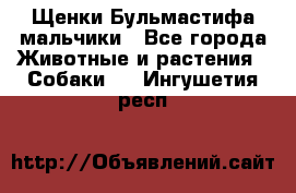 Щенки Бульмастифа мальчики - Все города Животные и растения » Собаки   . Ингушетия респ.